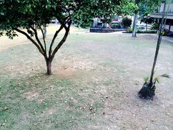 Mimosa Park (D28), Condominium #470506491